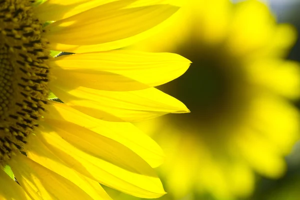 stock image Sunflower 8