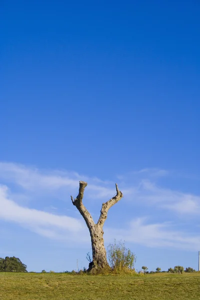 孤独な木 9 — ストック写真