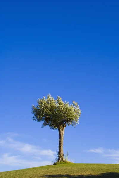 Eenzame bomen 15 — Stockfoto
