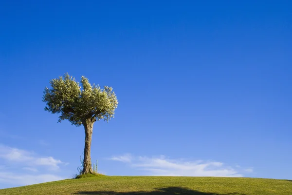 Ensamt träd 10 — Stockfoto