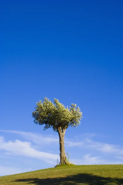12 棵孤独的树 — 图库照片