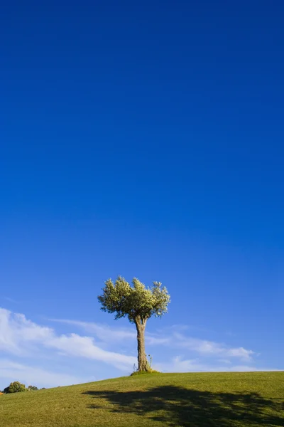 孤独な木 16 — ストック写真