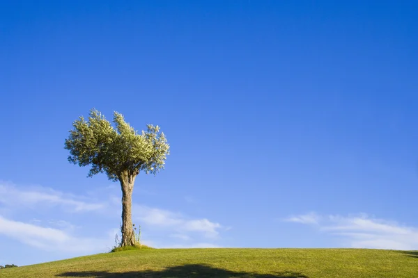 Одинокие деревья 17 — стоковое фото