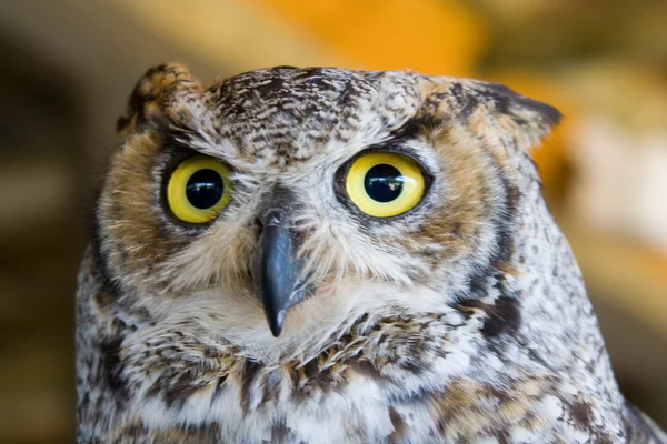 Eyes Of The Owl — Stock Photo, Image