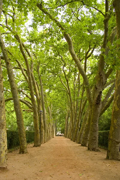 Camino en los árboles — Foto de Stock