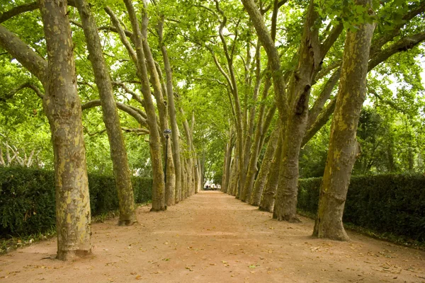 Ścieżka drzew — Zdjęcie stockowe