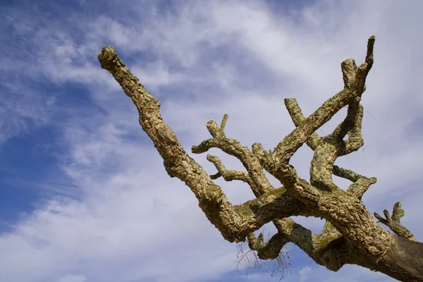 Mystic strom - soutěž — Stock fotografie