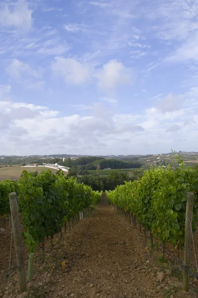 Domaine vitivinicole — Photo