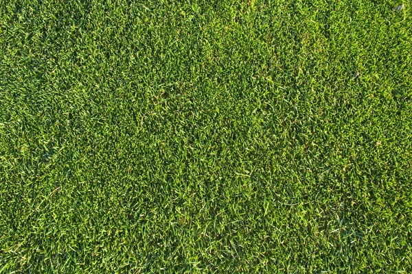 Patrón de hierba — Foto de Stock