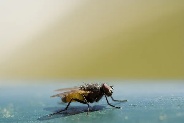 Schifosa mosca domestica — Foto Stock