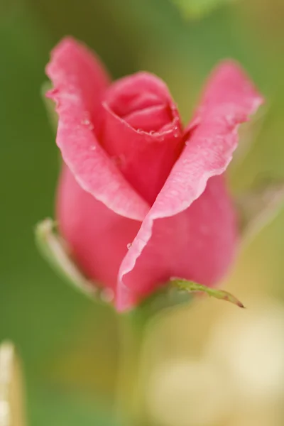 Botón Rosa — Foto de Stock