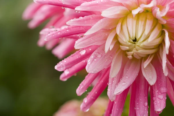 stock image The flower