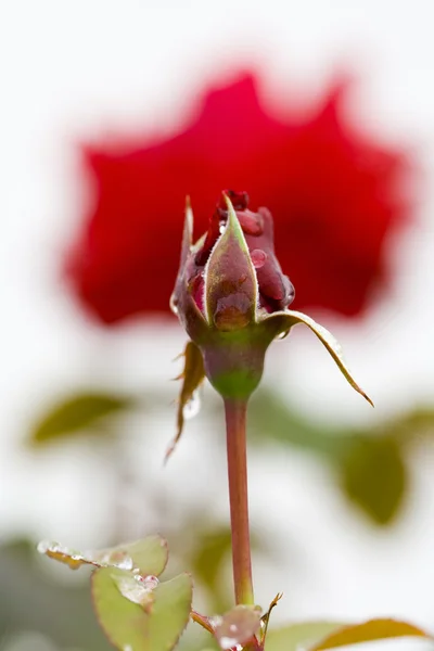Κόκκινο τριαντάφυλλο σε προοπτική — Φωτογραφία Αρχείου
