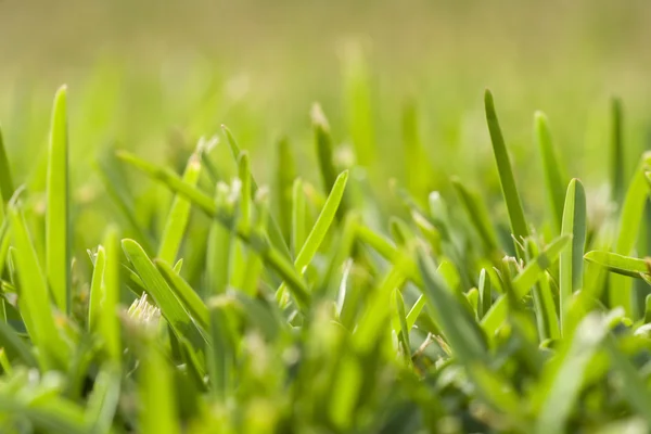Grass perspective (soft focus) — Stock Photo, Image