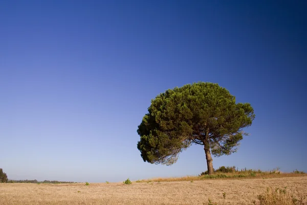 Árvore solitária em azul — Fotografia de Stock
