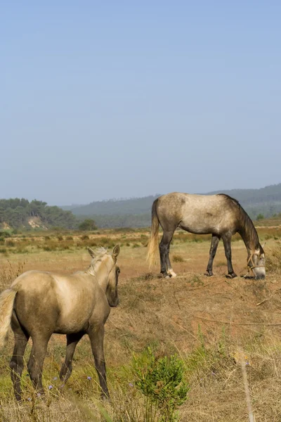 Cavalos em um campo — Fotografia de Stock
