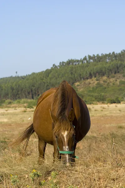Le cheval — Photo