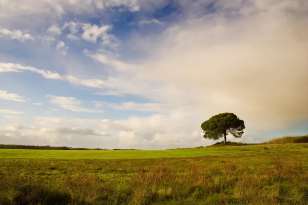 孤独な木 — ストック写真