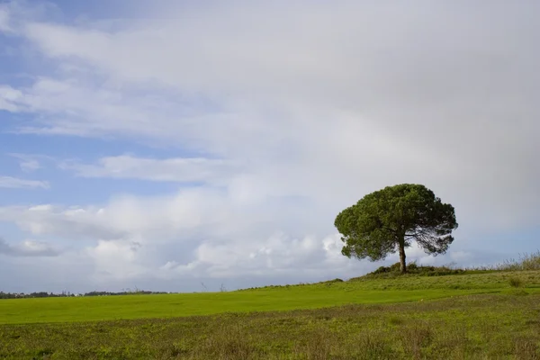 Eenzame boom ii — Stockfoto