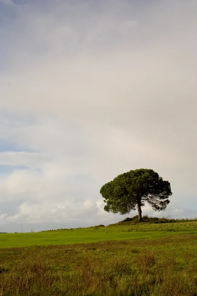 Vertikala ensamt träd — Stockfoto