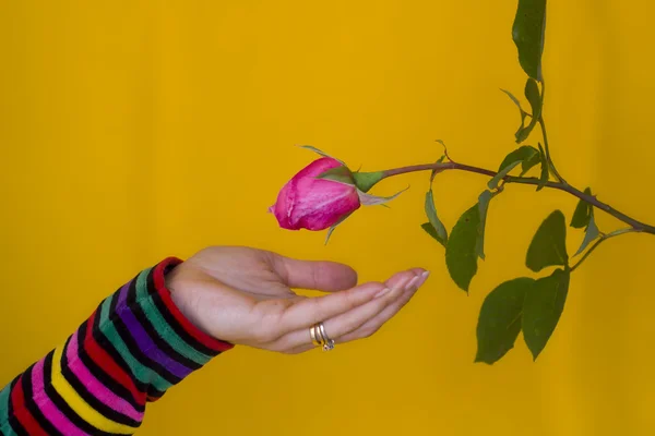 Ta emot en blomma — Stockfoto