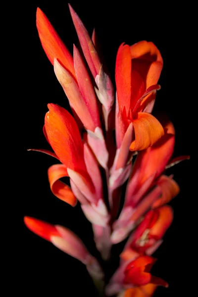 stock image Red flower on black background