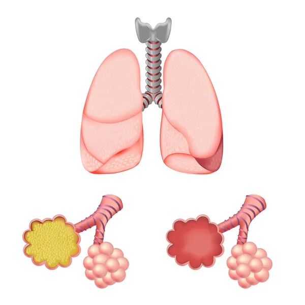 Alvéolos y pulmones — Vector de stock
