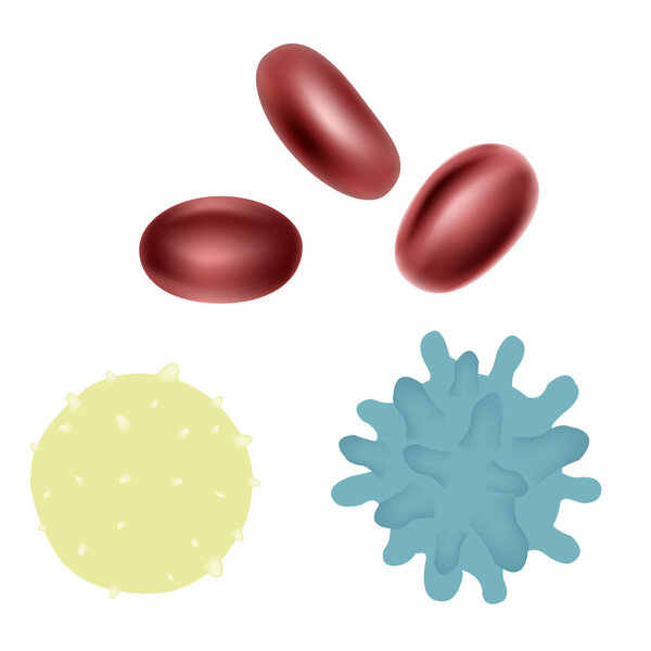 Erythrocyte
