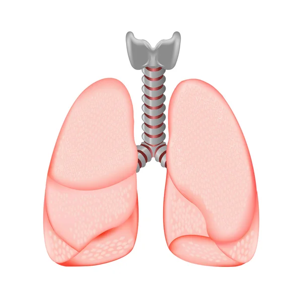 Menschliche Lungen — Stockvektor