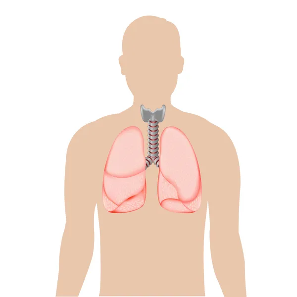 stock vector Silhouette Of Person With Lungs