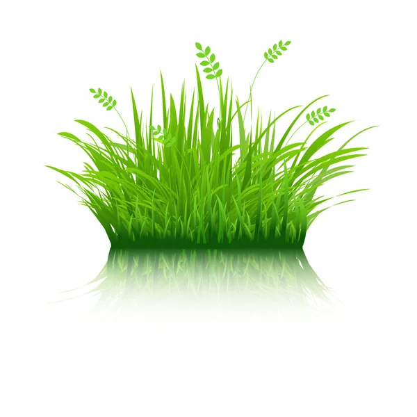 Hierba ecológica — Vector de stock