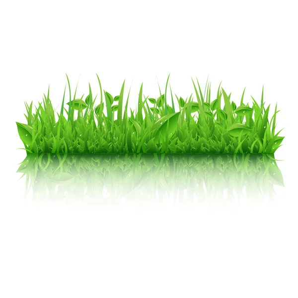 Green Grass With Leafs — Stock Vector