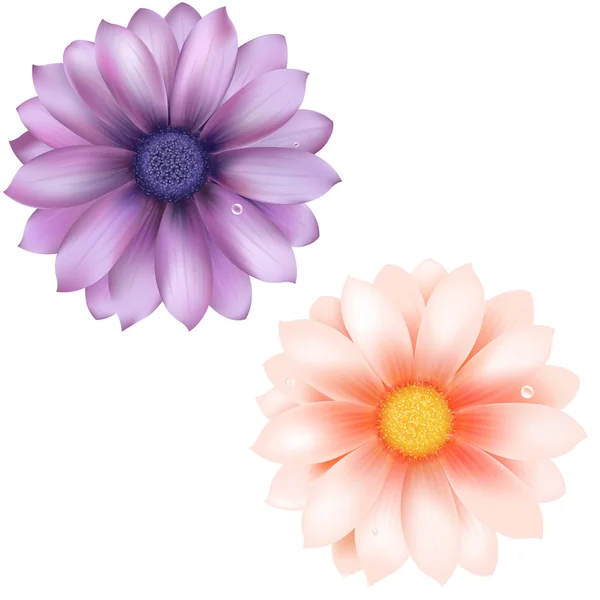 Lilás e rosa Gerber —  Vetores de Stock