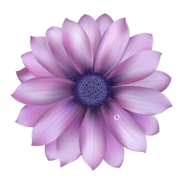 Lila květina s kapkou vody — Stockový vektor