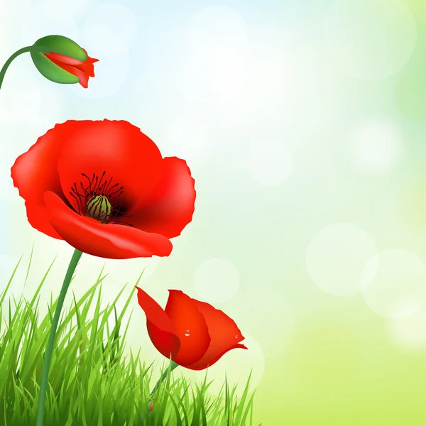 Red Poppy And Green Grass — Stock Vector
