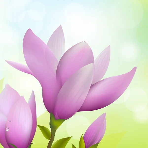 Kwiat magnolii — Wektor stockowy