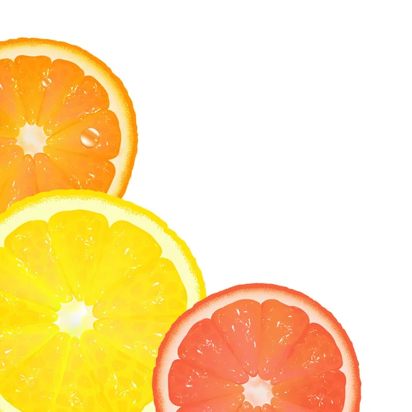 Citrusfrukter — Stock vektor
