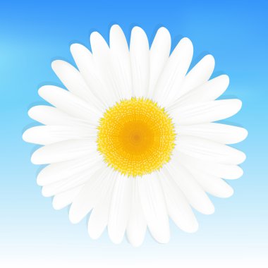 Daisy clipart