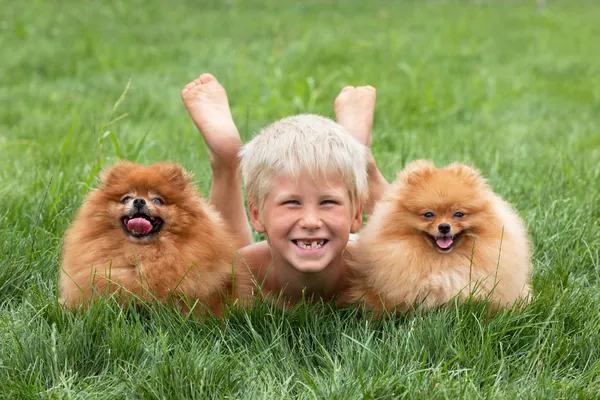 Мальчик с двумя собаками — стоковое фото