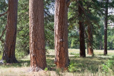 yosemite ağaçlarda