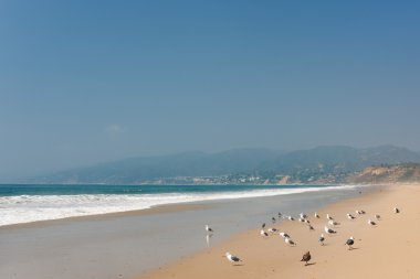 Pacific Ocean in Santa-Monica clipart