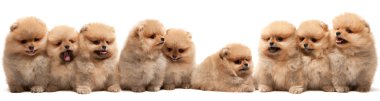 Nine pomeranian spitz puppy clipart