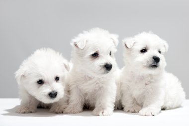 Three white puppies resting together clipart