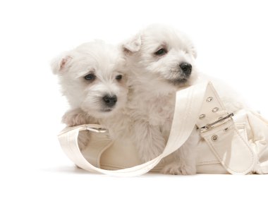 Two white puppies resting in the purse clipart