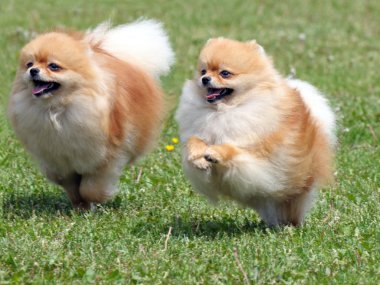 Two pomeranian spitzes on the meadow clipart