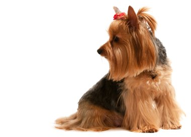 Portrait of a charming yorkie clipart