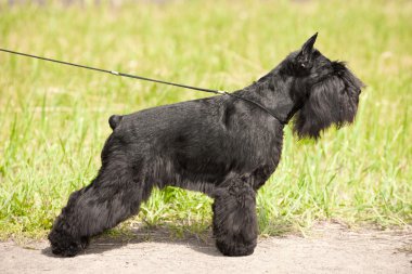 ayakta zwergschnauzer