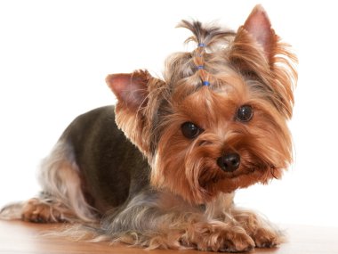 Lying yorkshire terrier