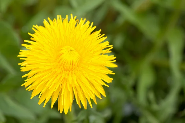 Sárga dundilion virág — Stock Fotó