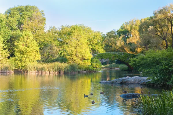 在纽约中央公园的池塘 — 图库照片